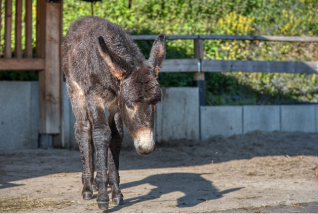 Tierpark AG